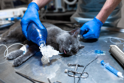 全身麻醉下的猫躺在手术台上。宠物手术