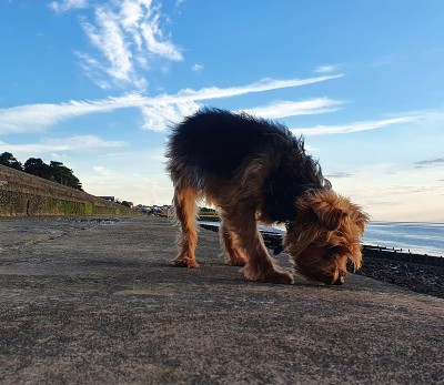 海滩上的约克郡犬
