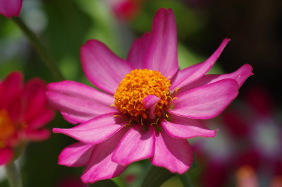 Zinnia