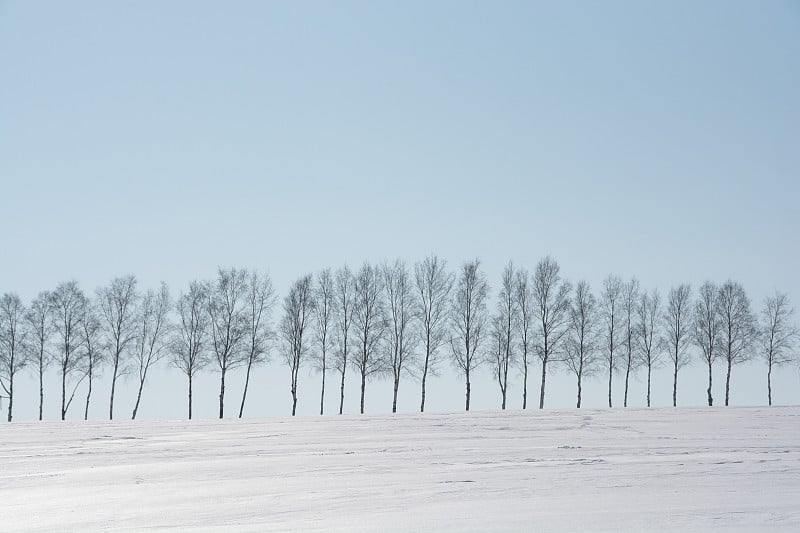 雪地里的雪开始融化，还有白桦树