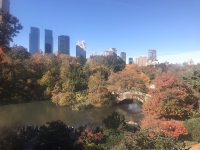 纽约的秋叶