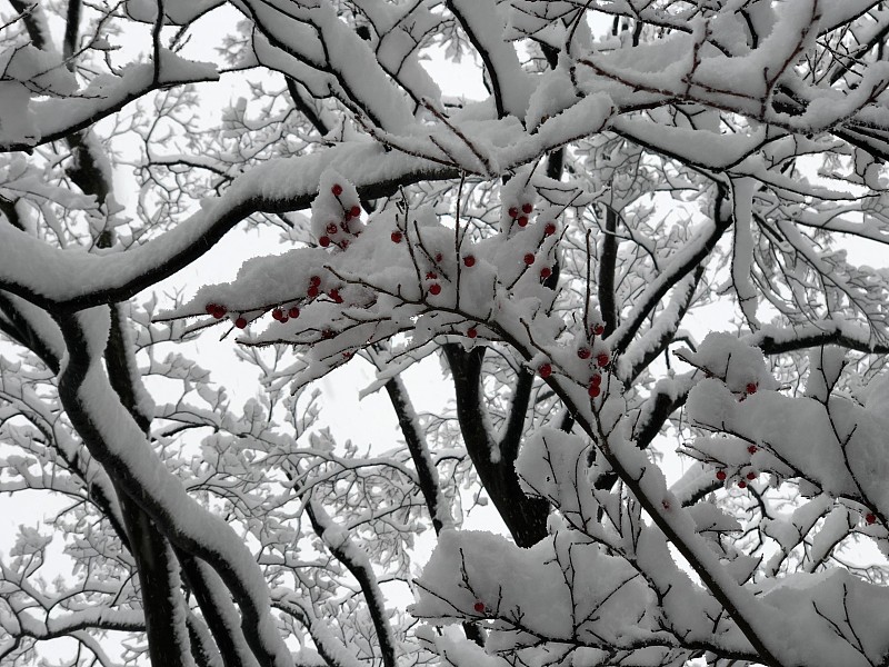 美丽的冬季风景:一棵覆盖着白雪的欧洲冬青树