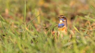 蓝喉（Luscinia svecica）