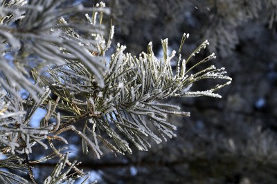 松针在雪中结霜