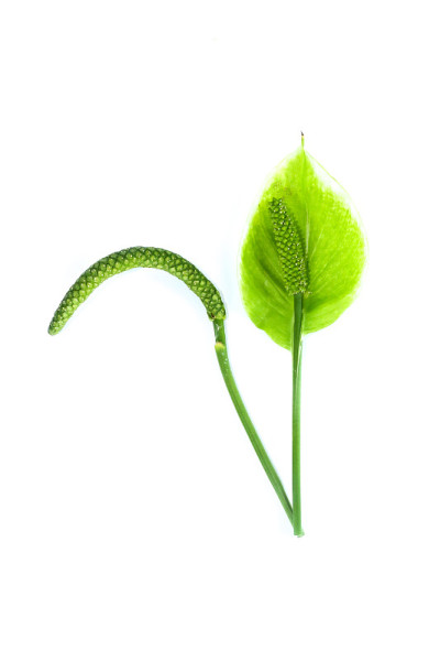 木本植物加味