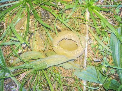 成熟的花叶蒲团蘑菇
