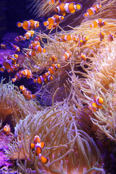 Ocellaris clownfish