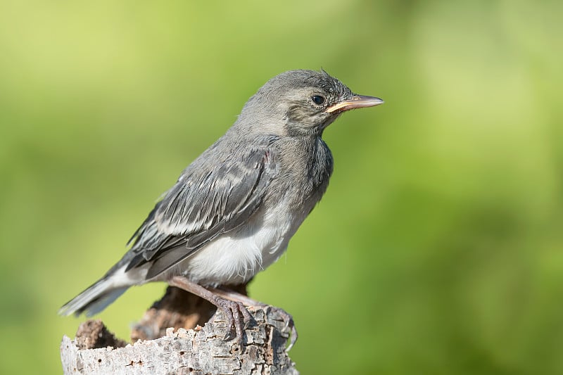 白鹡尾画像(Motacilla alba)