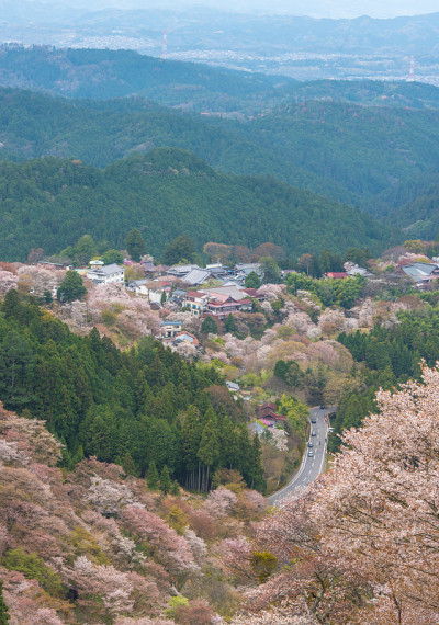 日本奈良吉野山的樱花，春天的风景。