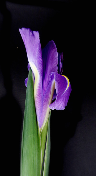 虹膜花