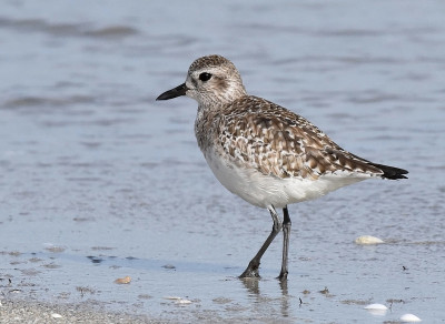 黑腹鸻或灰鸻(Pluvialis squatarola)