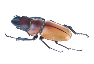 甲壳虫(Odontolabis sommeri)