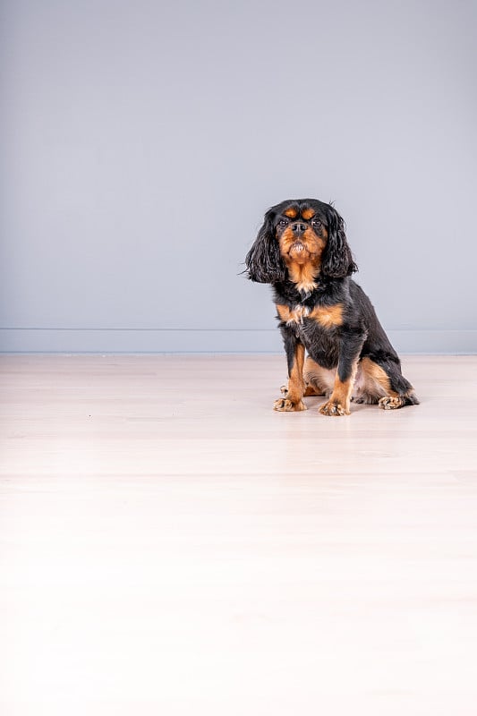 肖像取向。一幅骑士查尔斯王猎犬的画室肖像。