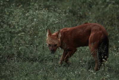 印度卡纳塔克邦邦布尔国家公园里的一只dhole或印度野狗或鸣犬