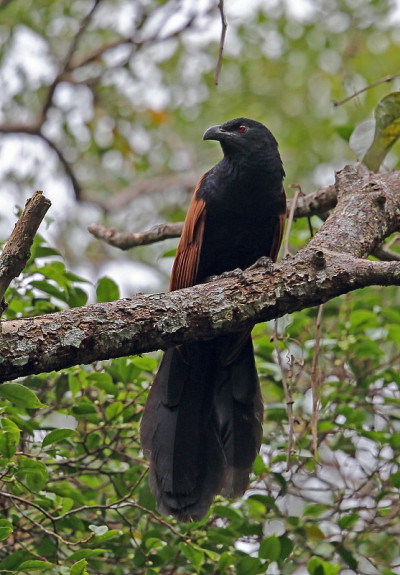 大Coucal