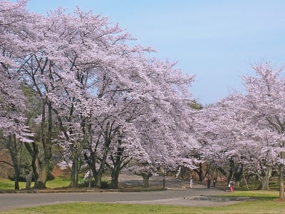 樱桃树