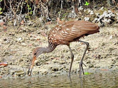 Limpkin (Aramus guarauna)在佛罗里达湖边觅食
