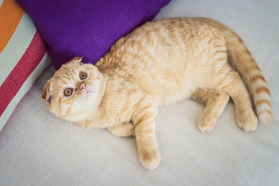 猫和枕头