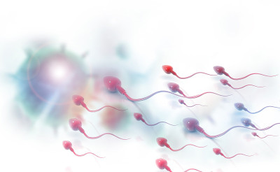 精子细胞