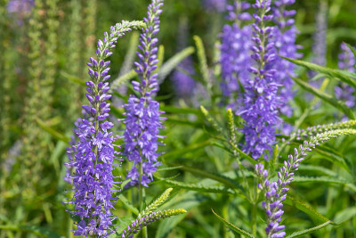 花园丝桃花(veronica longfolia)的花