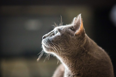 美丽的俄罗斯蓝猫近距离