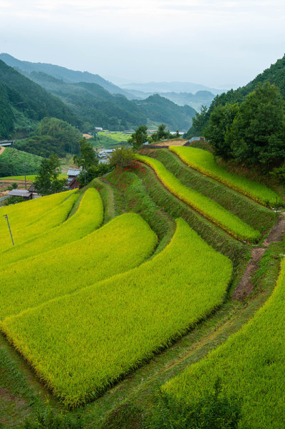 美丽曲线的乡村稻田
