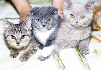 三只美丽的苏格兰猫，双色的，虎斑猫，浅黄色的