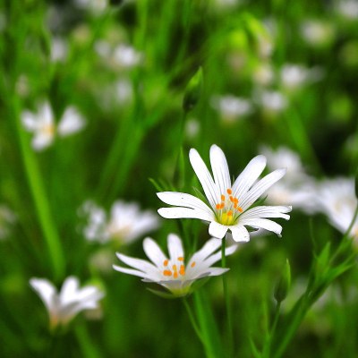 白色的花