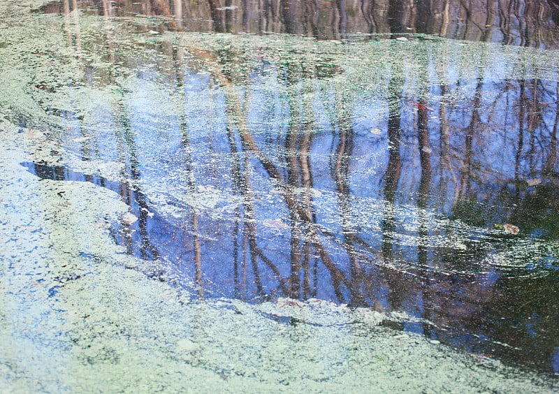 花粉漂浮在湖面上