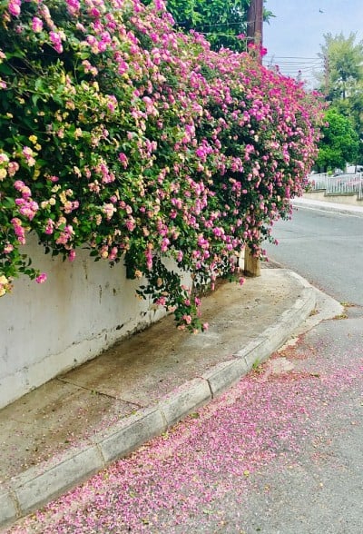 花