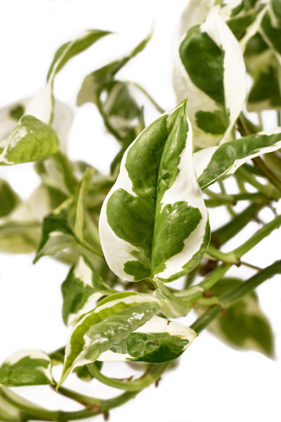 近距离观察热带室内植物“Epipremnum Aureum N' joy”的叶子，叶子有白色和绿色的