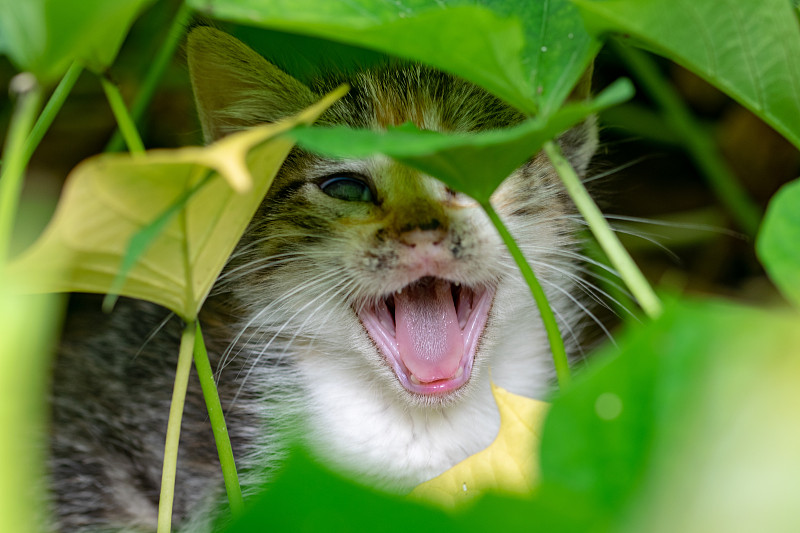 注意睡觉的白花龟甲猫的舌头和下颚