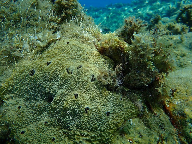 海海绵，爱琴海下的臭海绵