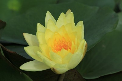 池塘里的荷花