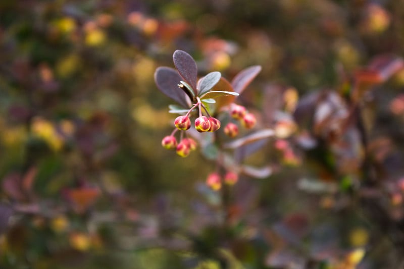 小檗属日本小檗属观赏开花灌木，花朵呈美丽的黄色小花瓣，花瓣呈紫红色