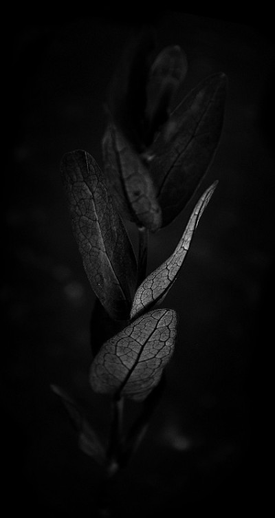 黑白研究