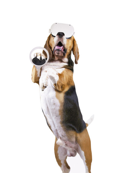 有趣的小猎犬赌博在虚拟现实眼镜