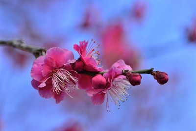 梅花