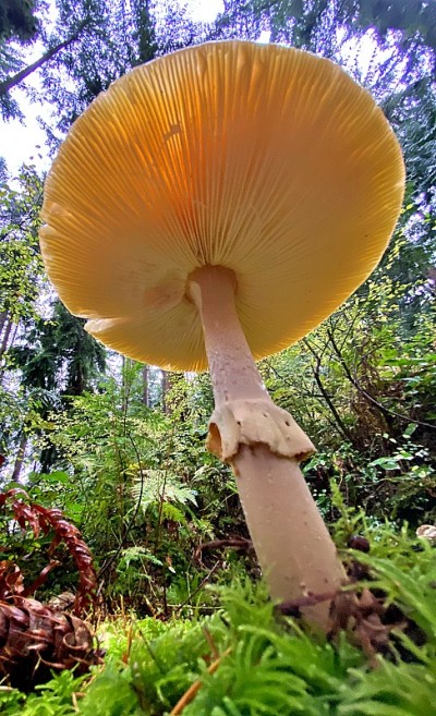蘑菇