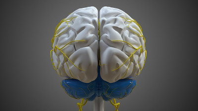 医学概念3D的小脑解剖