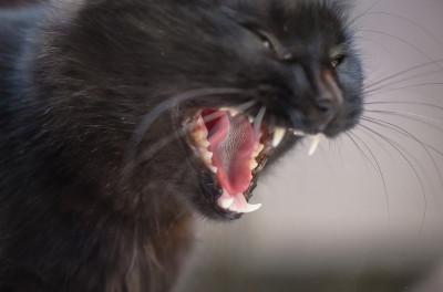 宏猫打呵欠