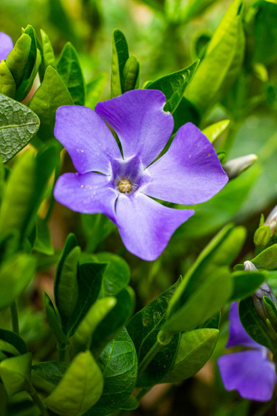 小长春花，俗称小长春花或矮长春花在植物园