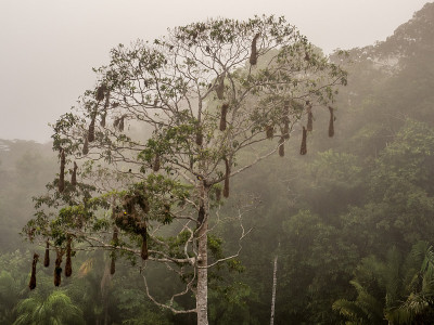 Oropendola Nests