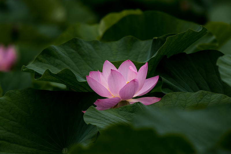 日本千叶市欧贺莲花