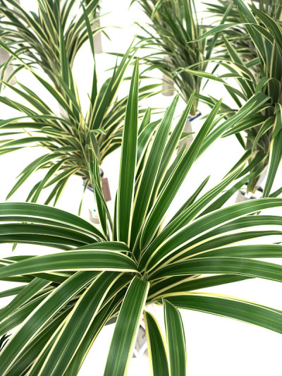 室内植物“Kikyo跑”