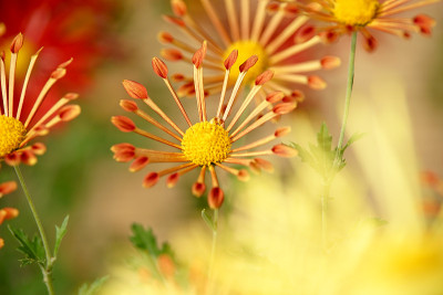 菊花的秋花