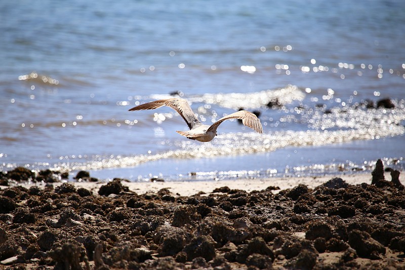 岸边的海鸥