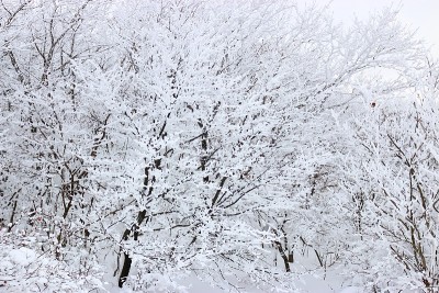 1100高地湿地，雪景，雪花，