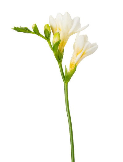 小苍兰花枝头开花孤立