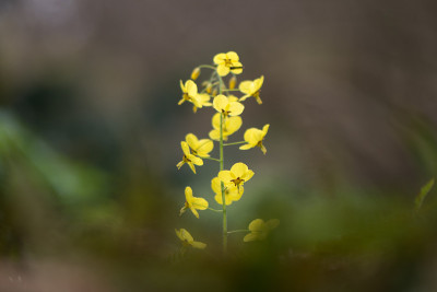 淫羊藿x杂色'硫'花茎